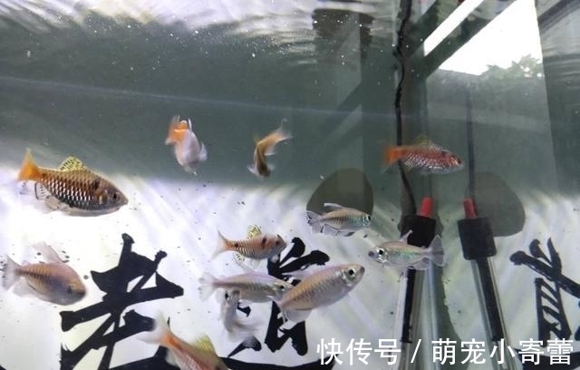 美人鱼|强烈推荐一种小众观赏鱼,欣赏效果很好,饲养难度极低