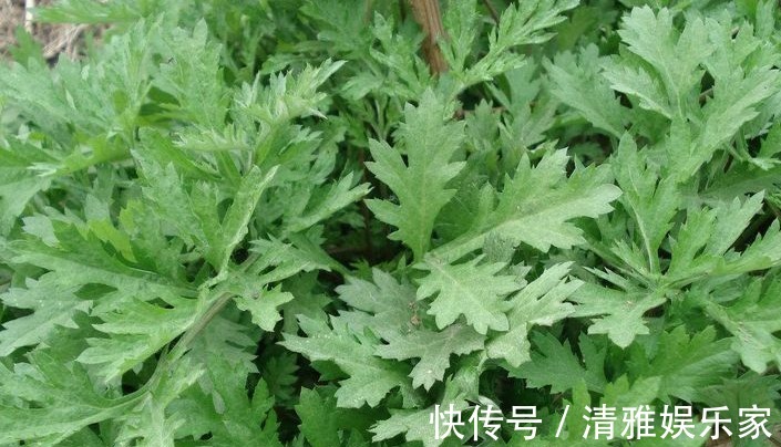 艾草|艾叶,头皮上抹一抹,好处立即找上门,赶快分享给家人