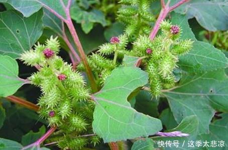 农村|农村路边常见的野草，茎叶有剧毒，果实可入药，祛风消炎治牙痛