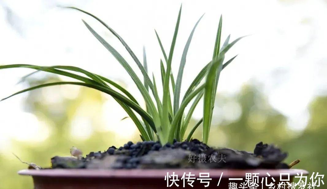 种植单苗兰花，怎样才能快速成活？给它找个伴，春兰和蕙兰都适用