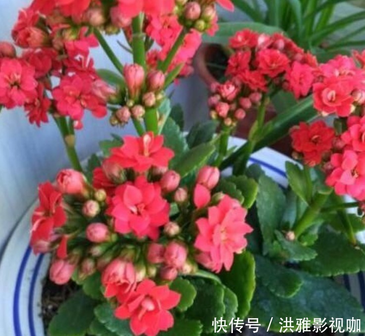 富贵花|4种“富贵花”，开花漂亮上档次，幸福满满来，财运福运喜运来！