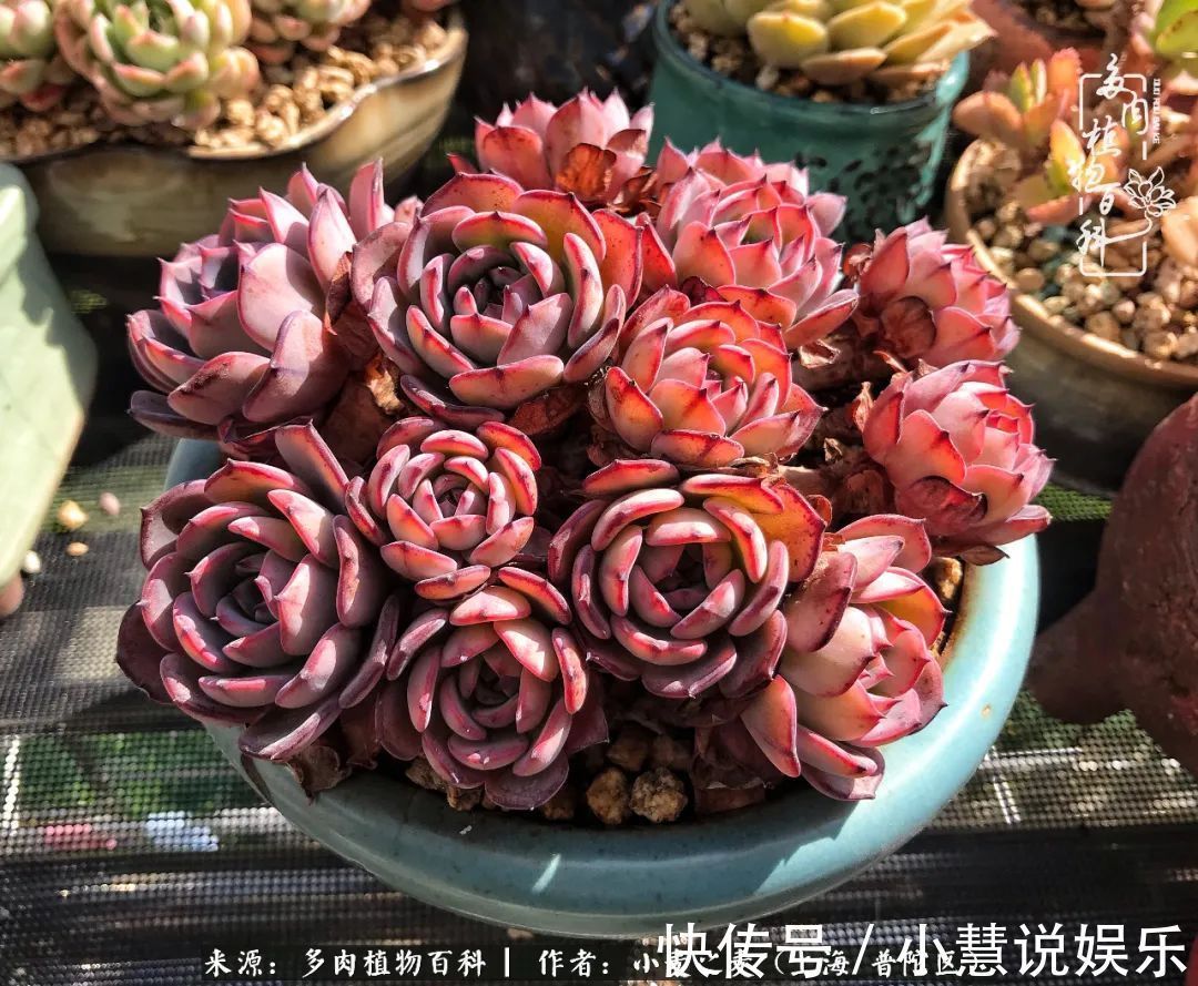 肉如人生,遇见多肉,遇见美!附个人多肉养护经验!