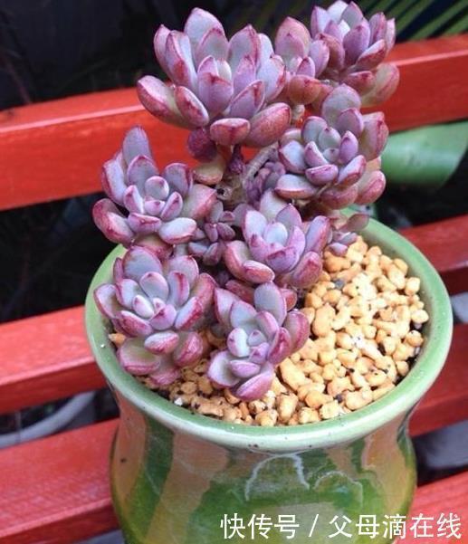 紫梦|5款梦幻的“紫色系”多肉，家里养上1盆，“颜值高”又好养！