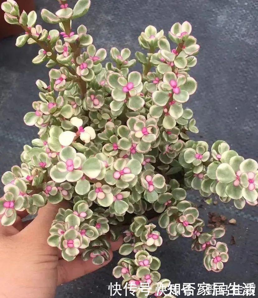 美观|马齿苋属多肉三种你分清了吗?一起认识一下吧,美观清丽又脱俗