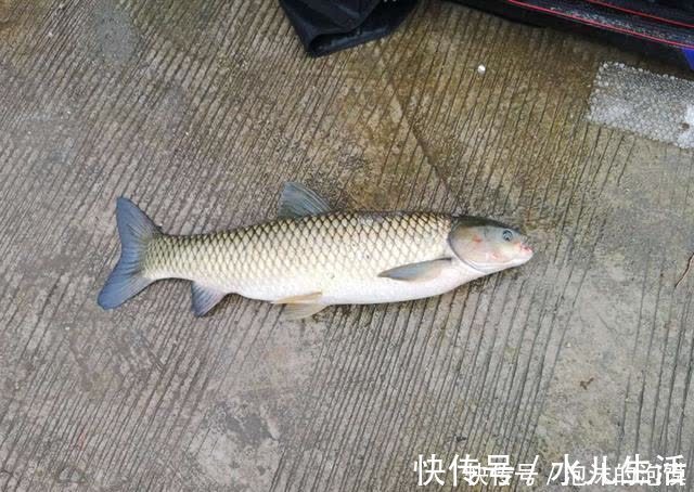 夏天|盘点几种夏天野钓的天然重窝，切记准备要大钩粗线