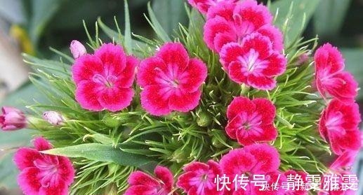 养花|养花就养1盆它,种子撒盆里,1周发芽,开花多,从春开到秋!