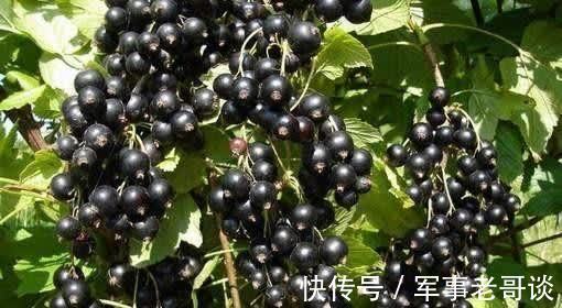 食物|女人中年养生,可以经常吃以下食物,疏通血管,延缓衰老,气色好