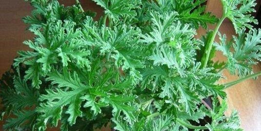 蚊子不喜欢的“5种花”,好养又漂亮,为了家人,值得多养三四盆