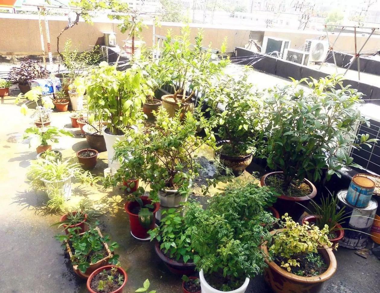 秋季|立秋后养花，该掌握住哪些技巧？明确这些，植物长势更旺