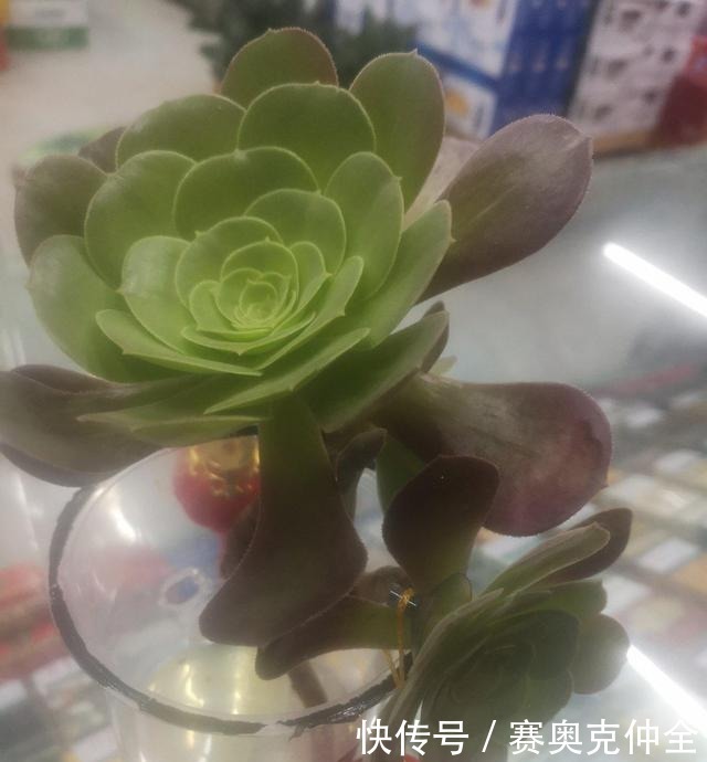 多肉法师|这“三多肉”是喜水大户,“泡水养”不软化,叶子长得肥嘟嘟