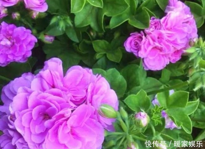 养人又旺财的“4种花”,满屋子飘香,漂亮又好养!