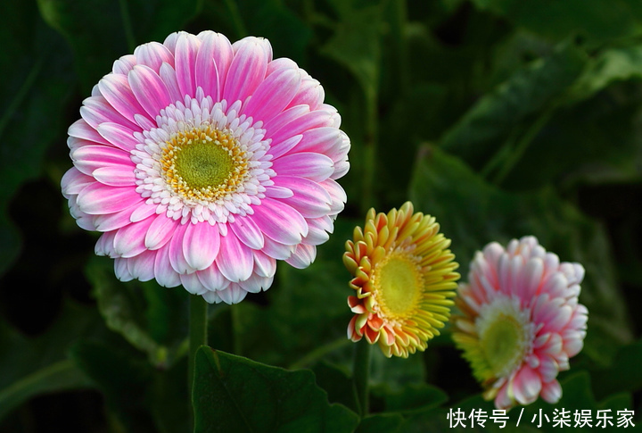 非洲菊|4种“花叶”,沾水就“衰”,喷水要注意,否则养10盆“死10