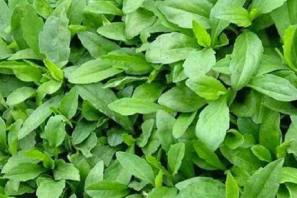 蒲公英|农村4大“黄金”野菜,既补钙又降血压,还有清热解毒作用