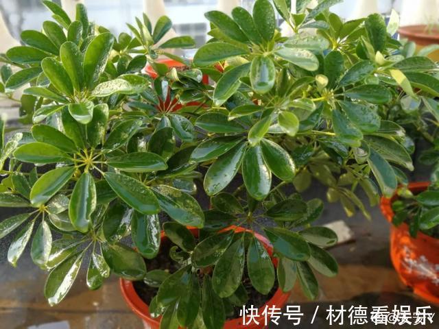 绿油油|6种杀菌花,杀菌去异味,家里空气更干净!