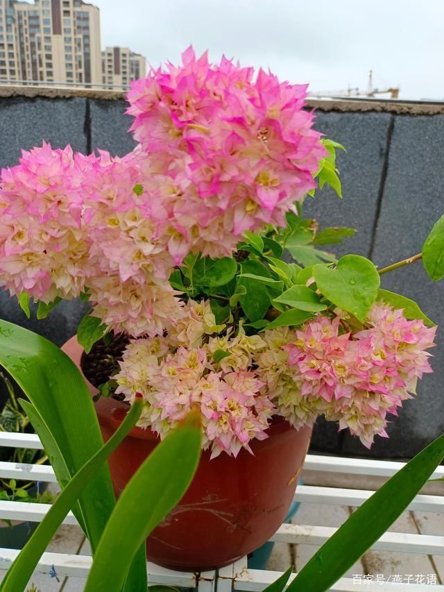 三角梅夏天不爱开花?做好这三点养护,高温天气也能花开满枝