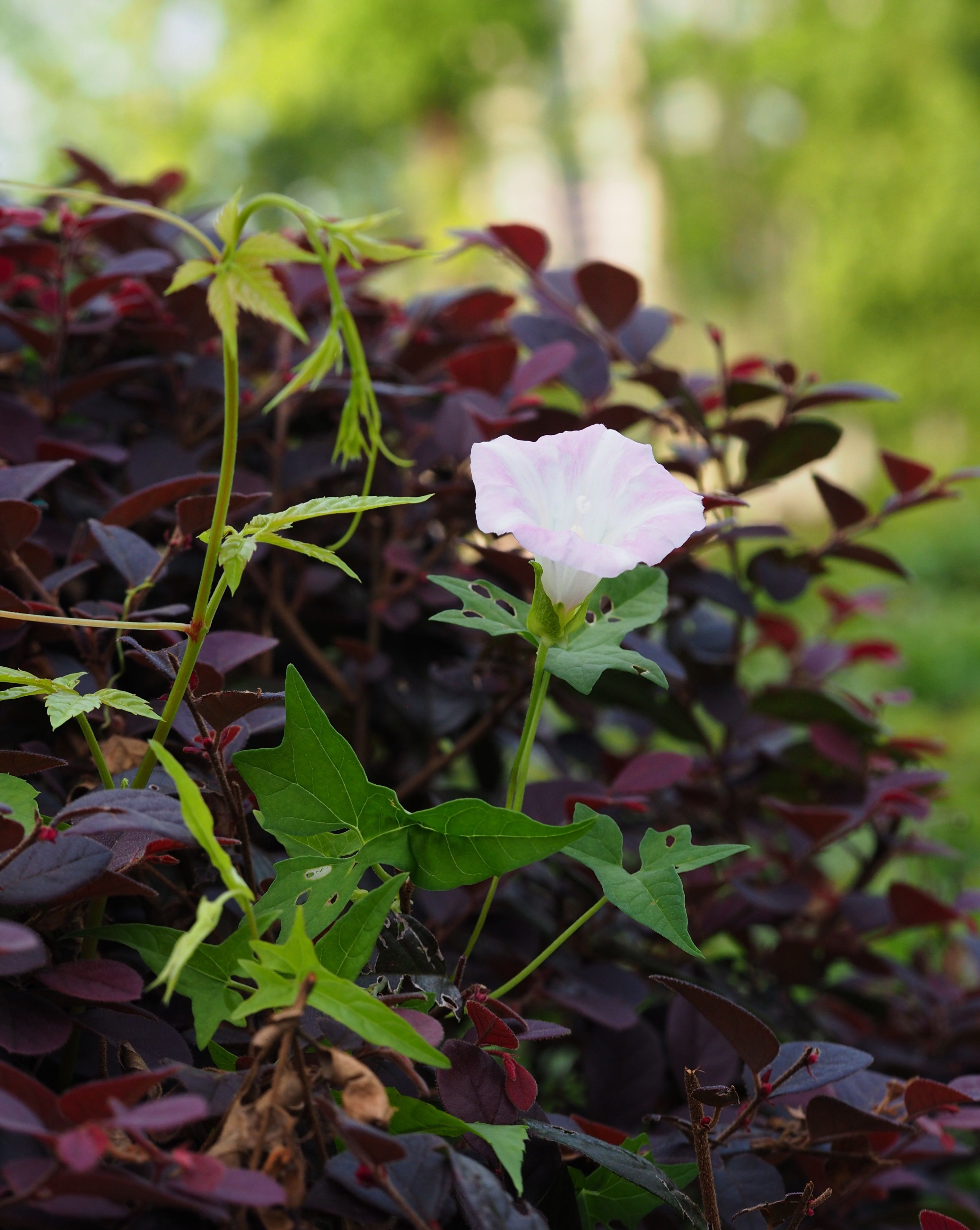 打碗花，白里透粉，象征着干净和纯洁