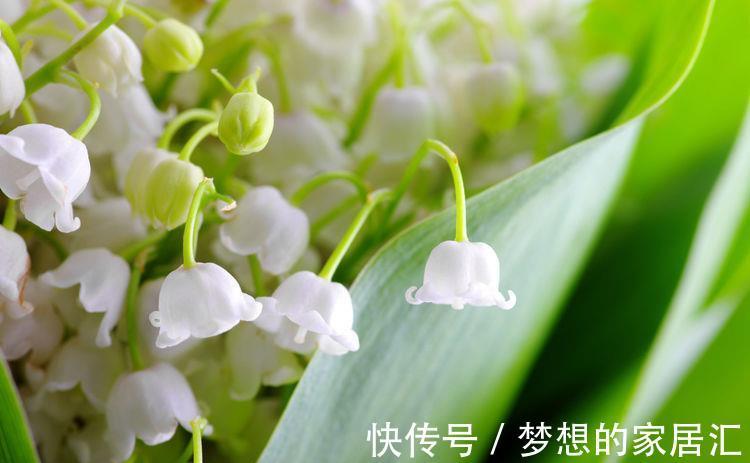 繁星花繁星花|从8月23日开始，家养此款花卉，开花惊艳，丢到阳台