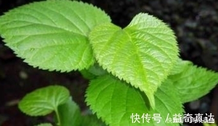 桑叶泡水|桑叶泡水太厉害了，男人女人都离不开，现在清楚还不晚