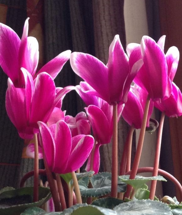 4种娇气花，就怕“当头灌”，叶片沾水就烂，浇水要谨慎