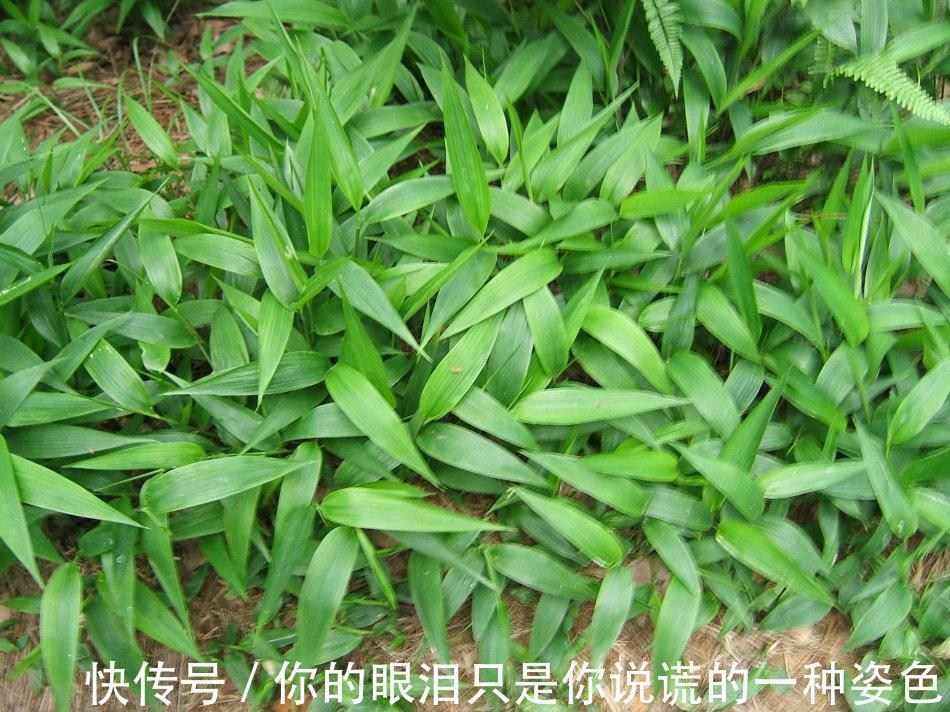 淡竹叶|山里一种似竹叶的野草，过去用来喂猪，殊不知价值很高30元一斤