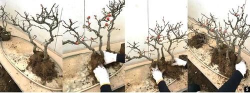 11株苗扎堆，不是柴火，而是一道苍山叠翠山水风光的水旱盆景！