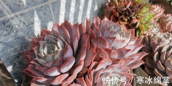 塑料|种多肉用小盆,一盆多种,挤在一起养,状态更好,根系更发达