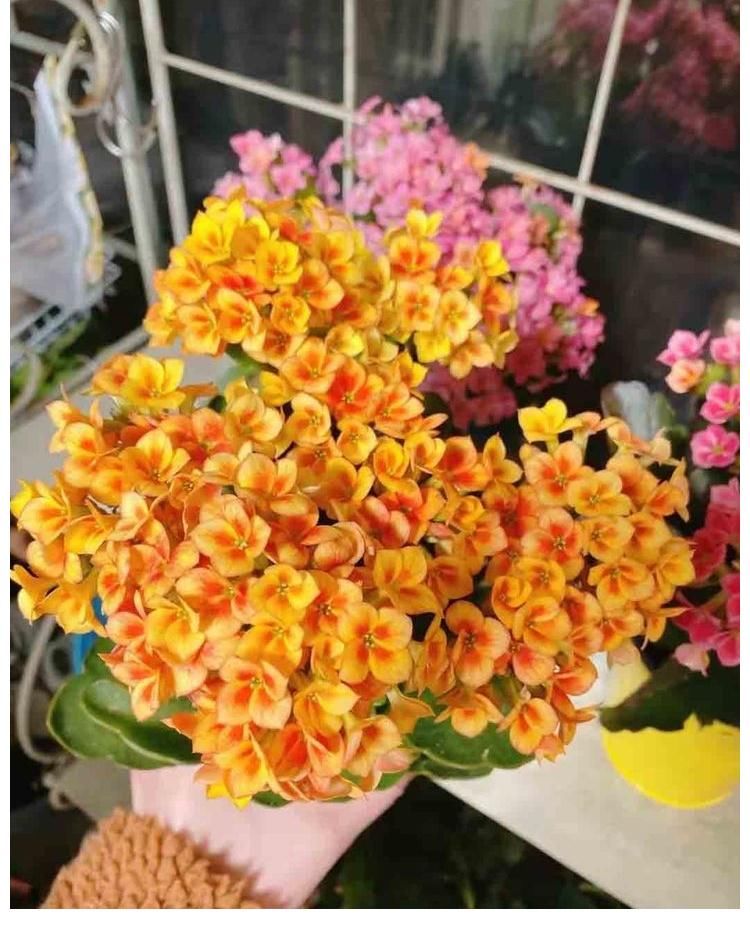 阳台上|冬季养长寿花,记住2点,叶肥厚油绿、花苞多花色美、灿烂盛开