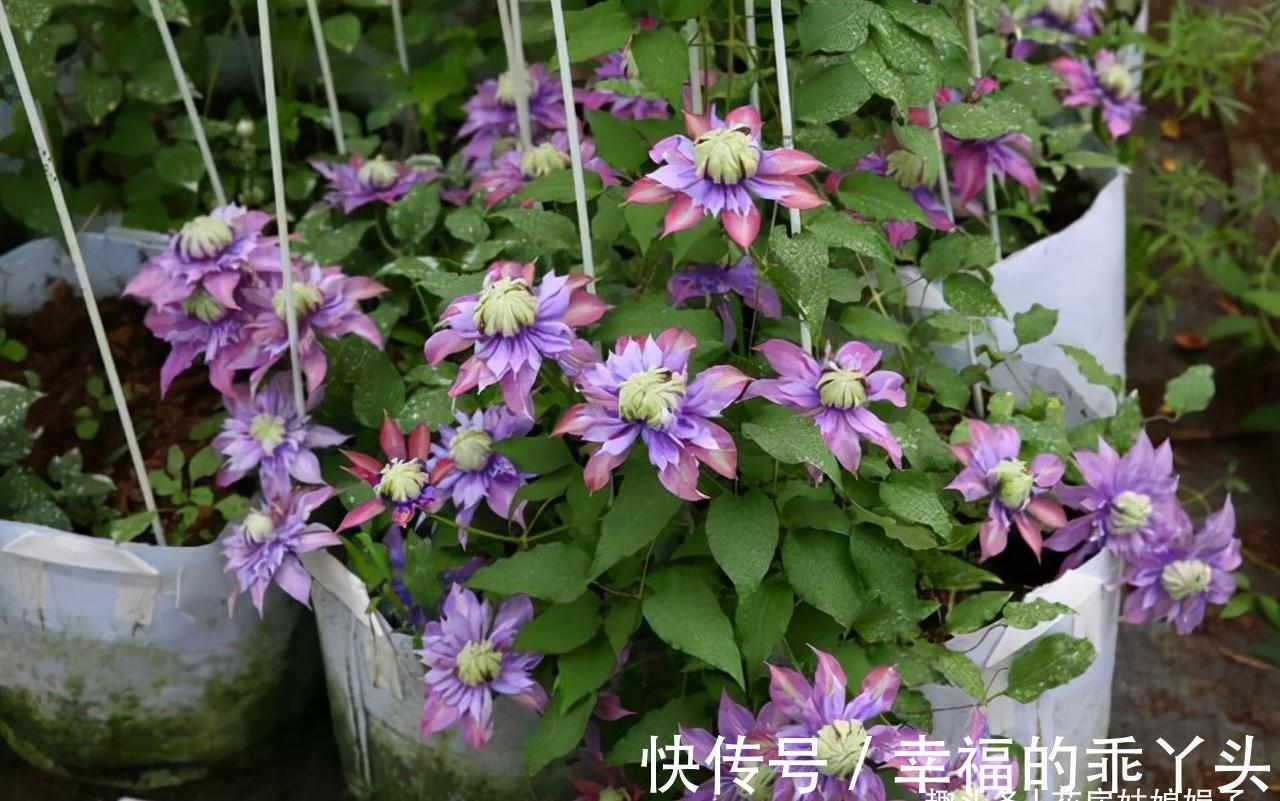 别小看这4种藤本花卉,养好了,阳台变完美小花园,1棵就能长一片