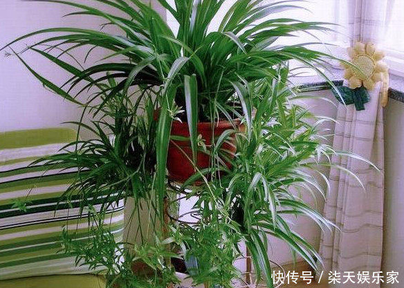 爆盆|吊兰养不好记住关键这点,不干尖不烂根,轻松爆盆,长满小吊兰