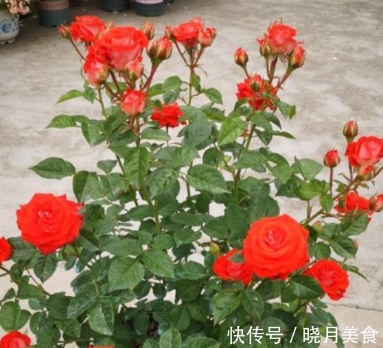 月季枝条不够壮开花少,该怎么办呢