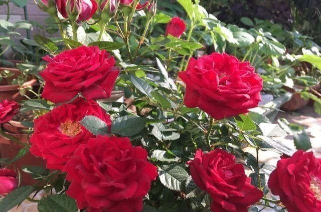 花肥不用多，一种就足够，花不了几块钱，养啥花旺啥花