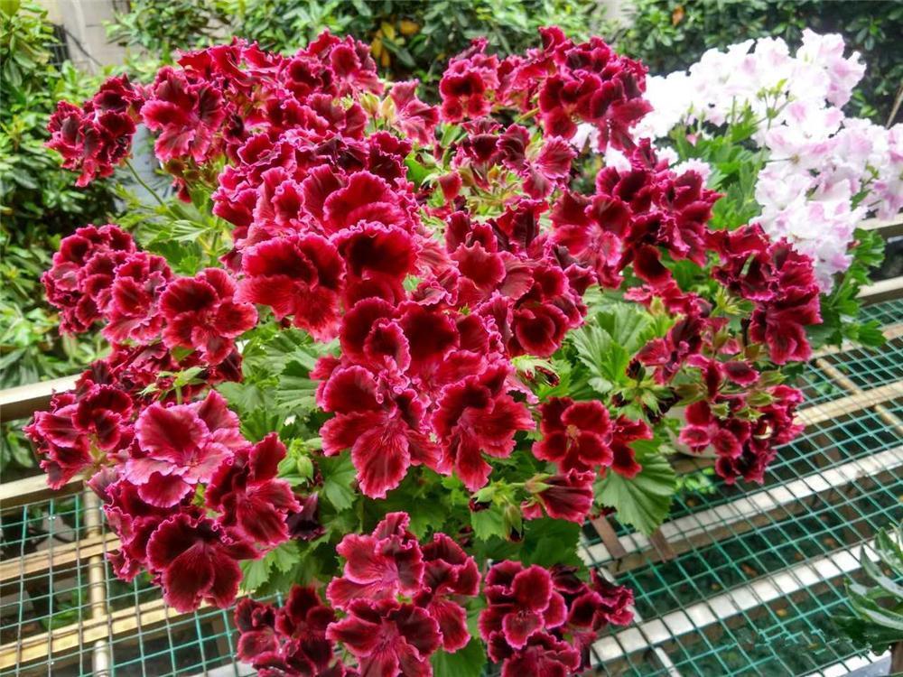 5种“花卉”，最喜欢开花，每种都能花开200天以上，好看又好养
