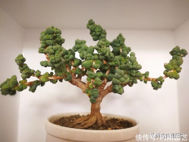 鹿角海棠,修修剪剪养成盆景,小老桩很精致,1000块都不卖