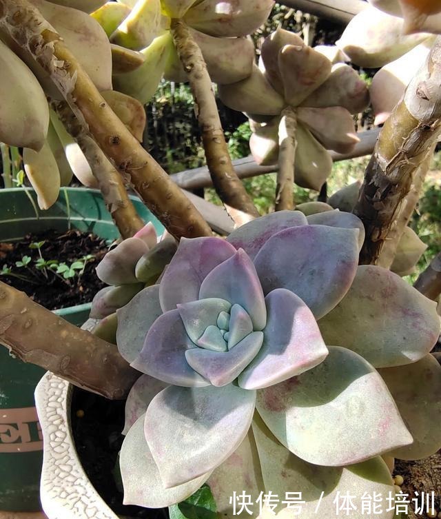 想让多肉紫乐长得快,大胆一点虐着养,一年不到小苗就变中苗!