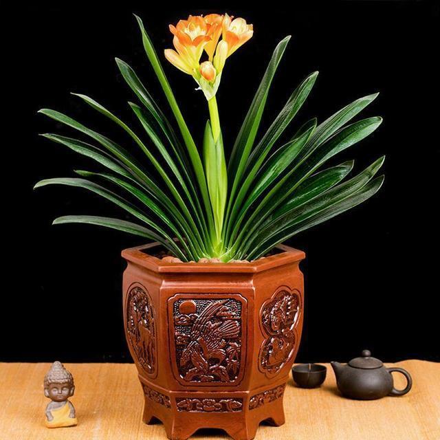 夏天|夏天怎么给君子兰“浇水”掌握3个技巧，不怕烂根，叶片更绿