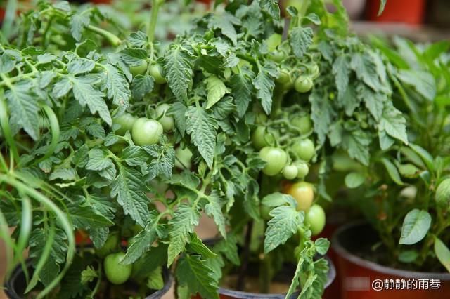 怀念|怀念青涩的番茄