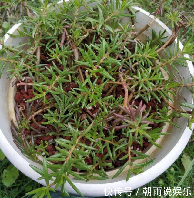 一年生|养一年生太阳花和宿根太阳花，用1招，一棵养2年，开花多变老桩