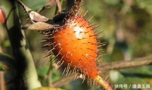 狗枣|农村最常见的7大野果,第五种果实藏在枝叶当中