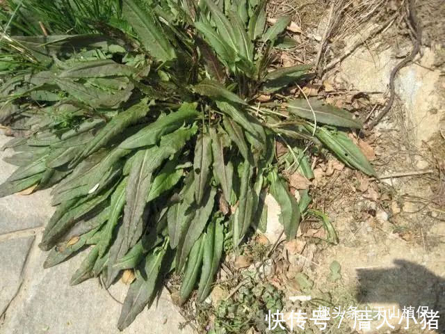 大黄|野菜俗称“金不换”,比醋还酸,治便秘当调料,市场价值极高!