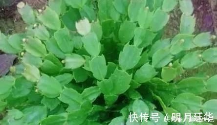 新芽|老花匠这样养蟹爪兰，“1种汁液”兑水浇，7天1次，新芽蹭蹭冒