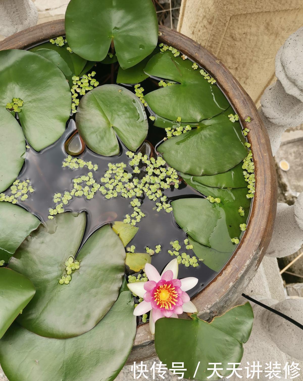 大水缸里面种花,花长得更健壮,养家里就是传家宝!