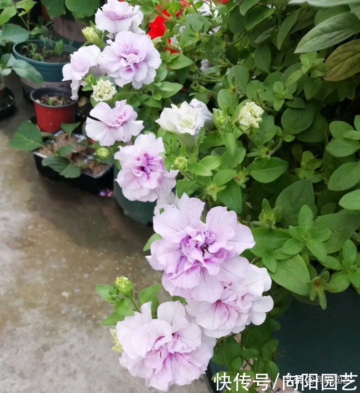 根系|阳台养花,当然选矮牵牛,抗旱,不怕晒,太阳越毒辣开花越多