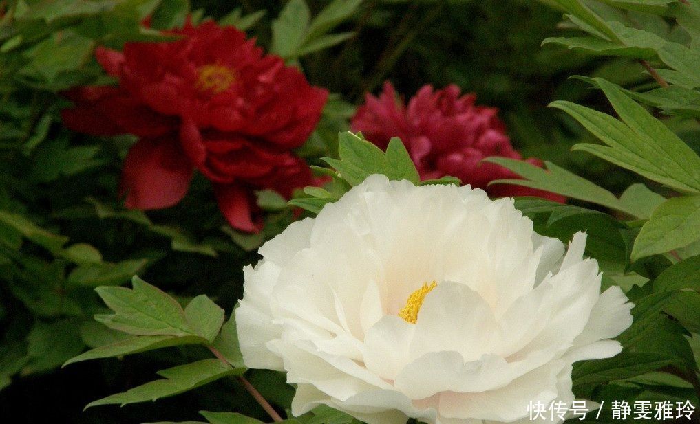 牡丹花的养殖方法,学会这几招,开花又大又美