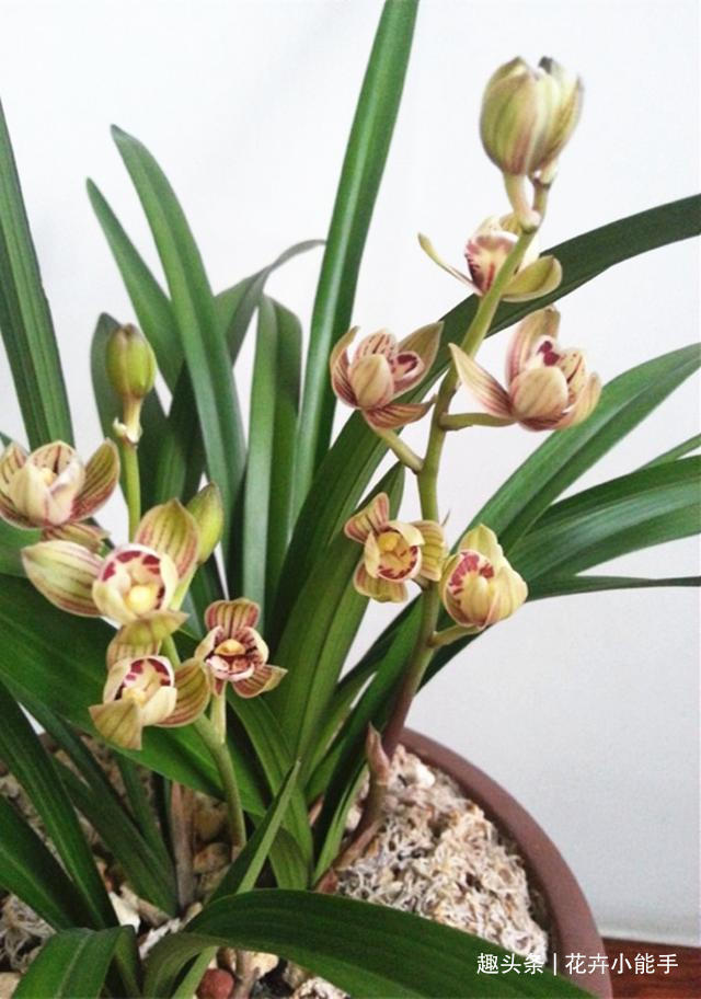 此兰花“缺点”就是太爱开花,一年365天不休息,香味扑鼻又好养