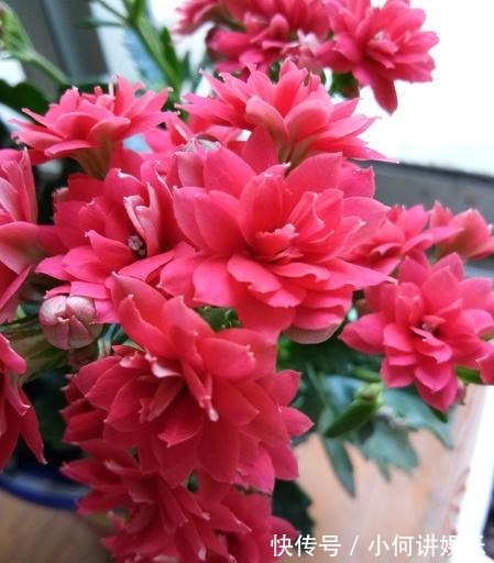 枝条|养长寿花,喝点这种“促花水”,肥效足促开花,轻轻松松养爆盆