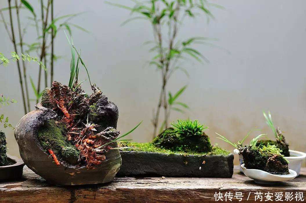 土壤|菖蒲是盆景不可缺少的装饰植物,多浇水少施肥,湿着养