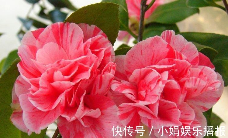 茶花|4种花很好养,耐热耐晒更耐旱,养一盆一年四季都在开!