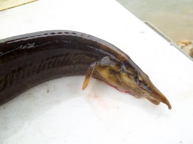 童年|童年钓鱼最怕的就是刀鳅鱼,因为它食性非常凶猛,把钩吞进肚子里