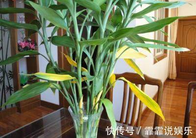 富贵竹水里加几粒它，枝干粗壮，叶片油绿，呼呼窜上屋顶