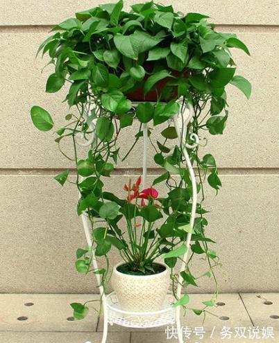 扦插绿萝，“2种”方法任你选，操作简单，7天生根，15天长新芽！